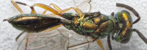 Miscogaster rufipes